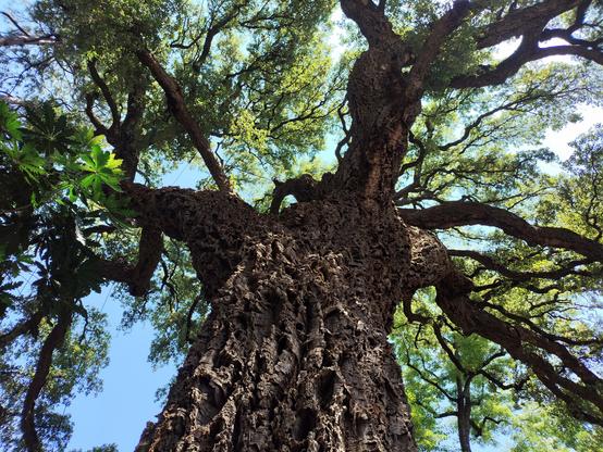 Rami e foglie di un albero gigante