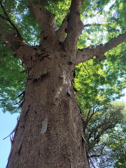Fusto rami e foglie di albero gigante