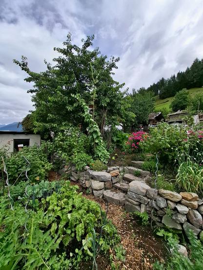 A lush terraced garden is built on a gentle slope with a central stone stairway made of dry-stacked natural rocks. The garden is filled with a variety of vibrant, healthy plants. In the foreground, rows of leafy green vegetables such as lettuce and Swiss chard grow in rich soil, alongside tall stalks of leeks. Spiral plant supports indicate climbing plants like runner beans and peas. On the left, a dense bush of blackcurrants is visible. Toward the back center, a large mature cherry tree towers above the garden, surrounded by more foliage and flowering plants, including vivid pink blossoms on the right. In the background, a forested hillside rises under a cloudy sky, with a mix of rustic buildings and stacked wood visible at the edge of the garden.