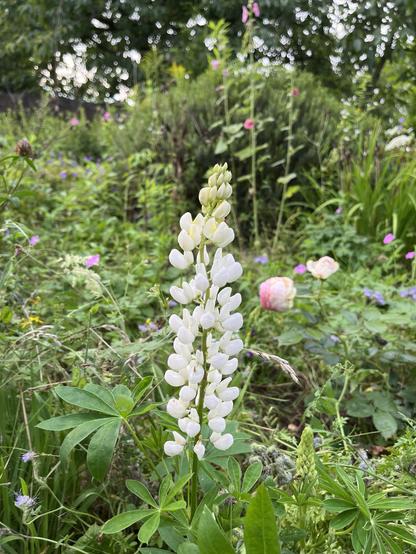 A white lupine flower stands tall among a variety of greenery and colorful blooms in a garden setting.