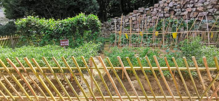 肖劲光故居 菜地