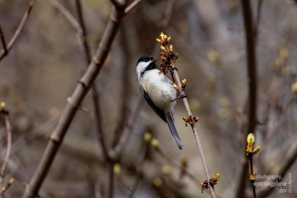 Leaning backward as the twig sways, a chickadee examines early spring leafbuds.