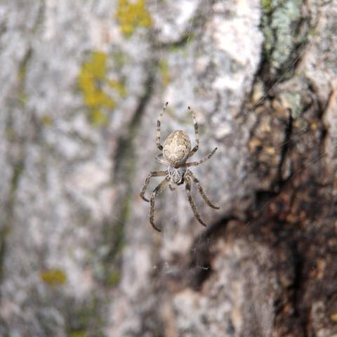 An orbweaver with banded legs and a pale, almost white damask-like motif on its abdomen, outlined in dark brown with light brown shading.