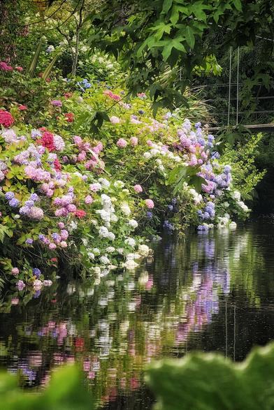 A vibrant garden scene featuring a large bed of colourful hydrangeas in various shades of pink, purple, and white, flourishing alongside a calm body of water. The flowers are reflected clearly on the water's surface, creating a symmetrical and picturesque view. Lush green foliage frames the top and bottom of the image, enhancing the natural beauty of the setting. In the background, a subtle hint of a bridge can be seen through the trees.
