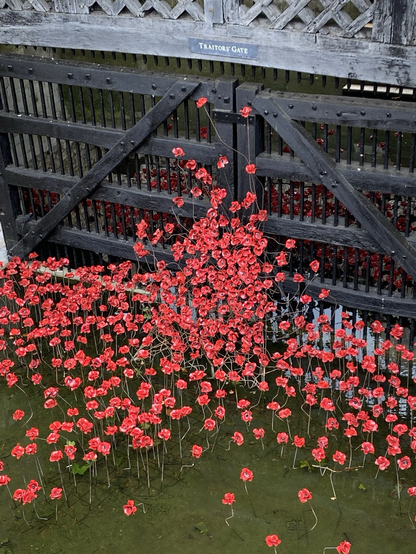 Red ceramic poppies at the Tower of London