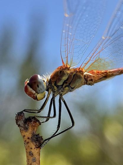 A male Sympetrum fonscolombii dragonfly perched on a lemon tree branch in my garden turns its head as it sees me approaching with the iPhone.
End of July. Province of Alicante.