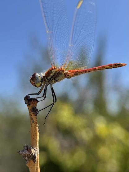 A male Sympetrum fonscolombii dragonfly perched on a lemon tree branch in my garden turns its head as it sees me approaching with the iPhone.
End of July. Province of Alicante.