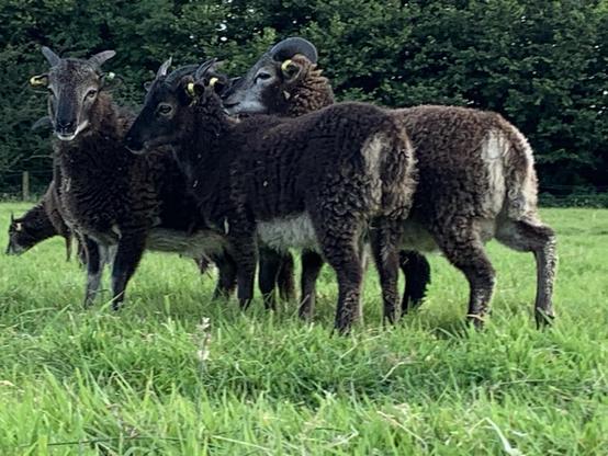 Three dark mouflon Soay lambs which means dark brown on top and cream underneath