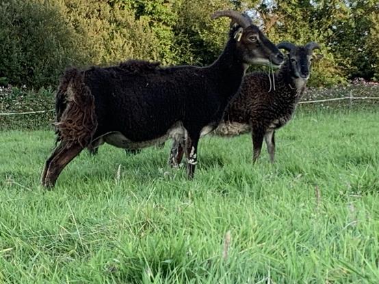 A dark mouflon Soay ewe and one of her lambs stand on lush green grass with trees in the background