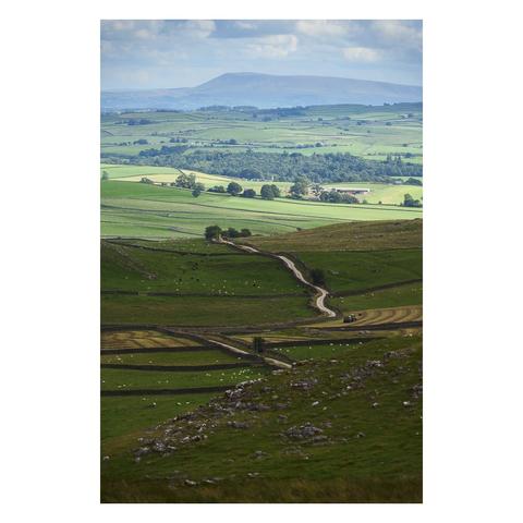 A sweeping view of the patchwork farmland in the Yorkshire Dales, looking southwards towards the distant silhouette of Pendle Hill under a partly cloudy sky. The foreground features rolling green fields divided by traditional dry stone walls and scattered with grazing sheep and cattle. A winding narrow country lane snakes through the hills, drawing the eye deeper into the landscape. The middle distance shows a mix of farmland, woodland, and scattered farm buildings, while the far horizon reveals the iconic rounded shape of Pendle Hill, softened by a light haze. The overall atmosphere is calm and pastoral, showcasing the rural charm and agricultural heritage of this classic northern English countryside.