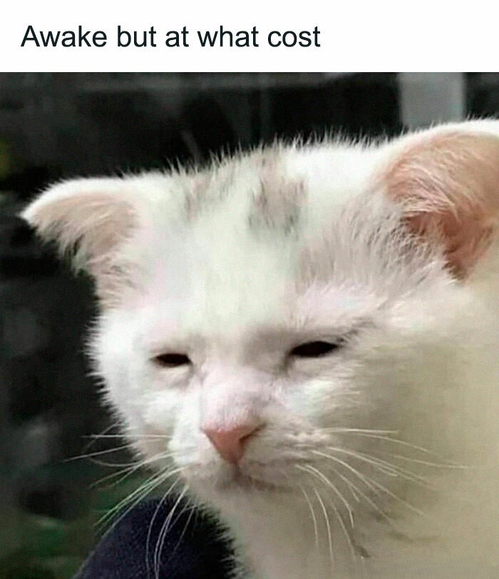 meme of a very tired white kitten, under the text "Awake but at what cost"