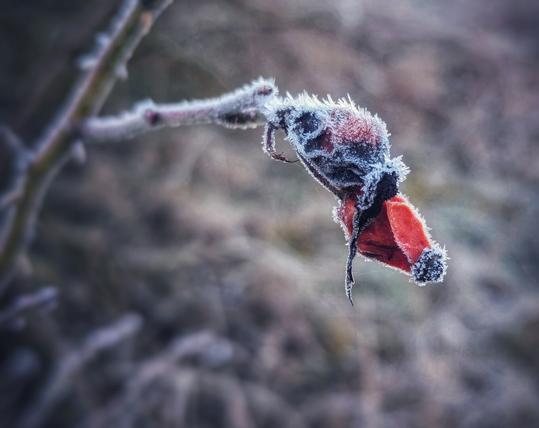 A close-up shot captures a frost-covered rosehip, its vibrant red peeking through a sparkling layer of white ice crystals. The surrounding branches and background are softly blurred, indicating the shallow depth of field, and are also dusted with frost, creating a muted, cool-toned palette. The lighting suggests a cold, possibly early morning, winter scene.