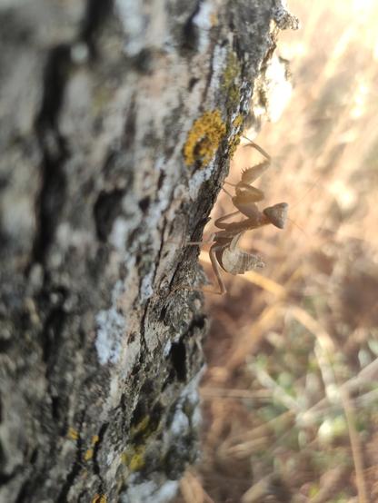 La mantis de cerca , es amarillo seco, mira con sus ojos y levanta los puños. Tb se ve de muy de cerca en tronco de olivo marrón oscuro con partes amarillas y blancas