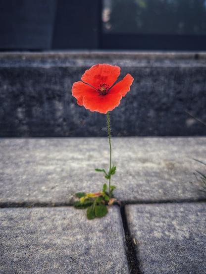 A solitary, vibrant red poppy stands tall in the crack between two grey concrete paving slabs. Its delicate petals are fully open, revealing a dark centre with prominent stamens. The stem, with a few small leaves at its base, appears remarkably resilient as it emerges from the hard ground. In the background, out of focus, more concrete structures suggest an urban or paved environment. The shallow depth of field keeps the focus sharply on the flower, highlighting its unexpected beauty in an unyielding setting.