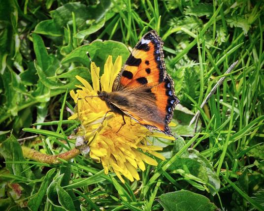 A vibrant Tortoiseshell butterfly with orange, black, and blue markings rests on a bright yellow dandelion, surrounded by lush green grass. The butterfly is positioned with its wings partially open, showcasing its intricate patterns.