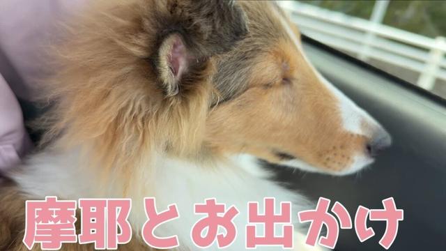 【シェルティ】摩耶とお出かけ🚙【車乗るの上手だね】