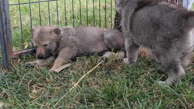she #eepy

#tamaskan #dogs #hunde #puppies #cute #puppies #puppy #sleepypuppy #eepypuppy #pets #animal #animals #pupper #doggo #puppiesofmastodon #dogsofmastodon #dogsofpixelfed #dogsoffediverse #dogsofthefediverse #fedidogs #MastoDogs #Dogstodon