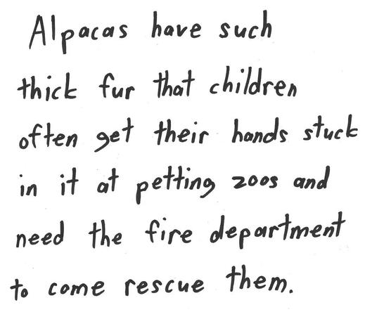 Alpacas have such
thick fur that children
often get their hands stuck
in it at petting zoos and
need the fire department
to come rescue them.