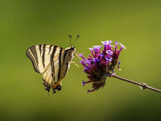Gros plan d'un flambé (papillon avec un corps blanc et des ailes blanches barrées de noir et se terminant par du orange) en train de butiner une fleur rose et violette d'une verveine de Buenos Aires