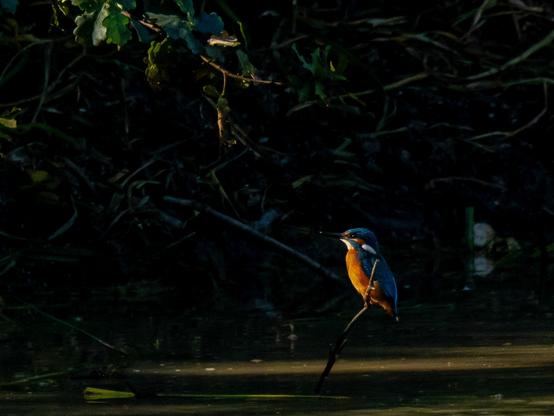 Un martin-pêcheur (oiseau trapu au plumage orange et bleu, avec un long bec pointu et sombre) sur une petite branche qui sort de l'eau d'une mare. La mare est plongée dans la pénombre à l'exception de quelques points de lumière qui passent au travers des arbres. Le martin est directement éclairé par l'un d'eux