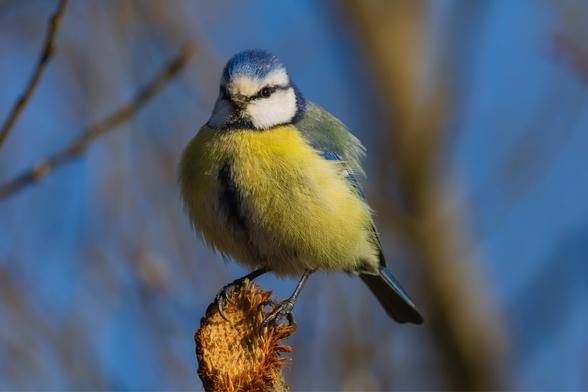 A small yellow bird with greenish wings and a blue cap and a black eye stripe sitting on a branch in a setting sun ray.