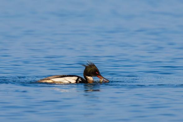 A bird gliding on the water with with back and greenish black head and red beak. In the beak is a small fish it just caught while diving.