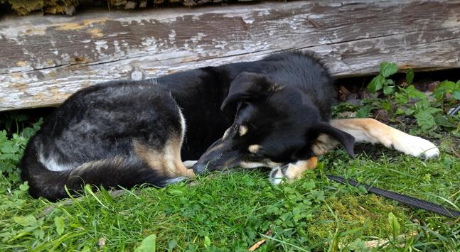 A dog is sleeping on the graas in the shadow.
