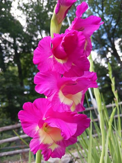 Close-up photo of 4 fuchsia-colored flowers with white centers on a single gladiolus stalk. Light green gladiolus leaves and stems are in the background.