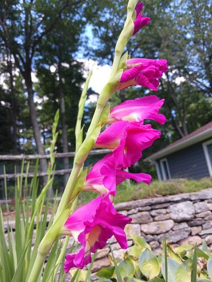 Side-view photo of a portion of a gladiolus stalk in bloom with fuchsia-colored flowers with white centers growing outward to the right. The flowers are at different stages of bloom: the top one is just starting to open; going down the stalk the flowers are progressively more open; the bottom-most flower is fully open.