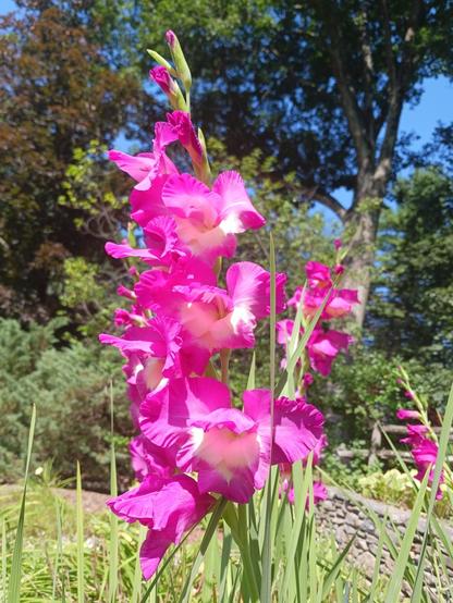 Photo taken on a sunny day of a cluster of gladioluses; there are stalks of fuchsia-colored flowers with white centers amidst light green sword-shaped leaves. There is one gladiolus stalk front and center - its top-most flowers just starting to open - and several more blooming stalks in the background.