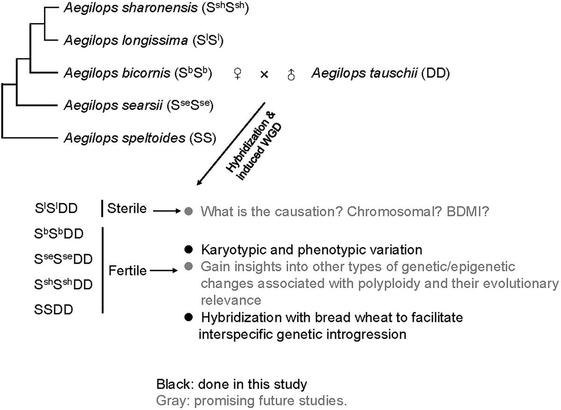 Diagram illustrating the construction of five sets of synthetic allotetraploids of diploid Aegilops species, and phenotypic consequences of allopolyploidy and additional chromosomal variation.