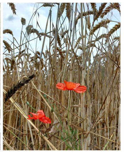Frontalansicht aus Froschperspektive: Zwei Mohnblüten leuchten am Rand eines reifen Roggenfeldes. Darüber leicht bewölkter hellblauer Himmel. 

🇬🇧 Frontal view from a frog's perspective: Two poppy blossoms glow at the edge of a ripe rye field. A slightly cloudy, light blue sky above.