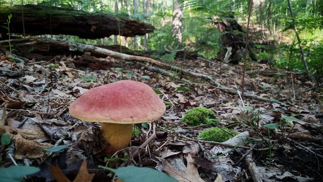 Red mushroom in the forest