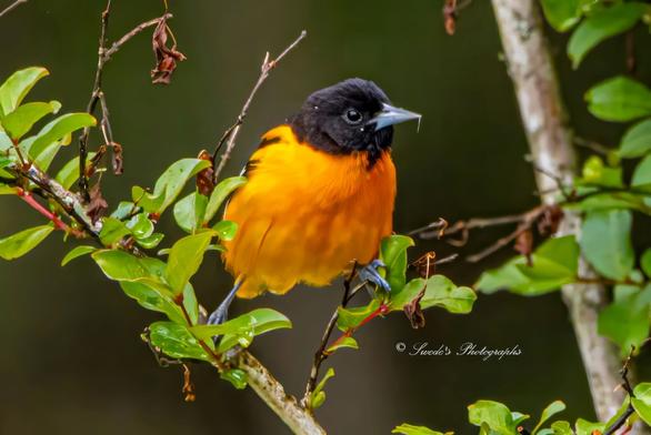 "A Baltimore Oriole perches gracefully on a slender branch, surrounded by a lush canopy of green leaves. Its plumage blazes with color—an intense, fiery orange that covers its chest and belly, glowing like a sunset against the soft green backdrop. The bird’s head and wings are a deep, velvety black, creating a bold contrast that makes its silhouette pop. A pale blue, dagger-like beak points forward with quiet alertness, while its round, dark eyes seem to scan the scene with calm intelligence. The background is softly blurred, allowing the oriole and the nearby foliage to stand out in crisp detail. The composition feels intimate and serene, capturing a fleeting moment of wild beauty. In the bottom right corner, the image is signed “© Swede’s Photographs,” a subtle nod to the artist’s presence behind the lens." - Copilot