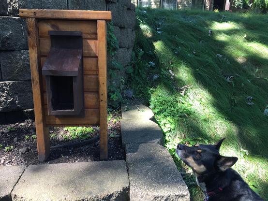 A bewildered Australian kelpie whom we borrow from friends looks up at an empty container that just last week held tiny dog treats. The glass front of the mailbox-sized container is gone and there are no dog treats around. An upside-down U.S. flag that had been above the container is missing, as is a water dish.

In the leafy, sun-dappled Longfellow neighborhood near the river in Minneapolis.