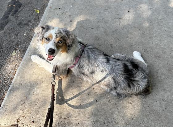 Blue merle mini Australian shepherd, mouth open, looking at camera, lying down in dappled light at the edge of the sidewalk.