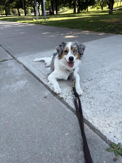 Same mini Aussie, this time splooted on the sidewalk next to a green, tree-filled park; mouth open with tongue hanging out.