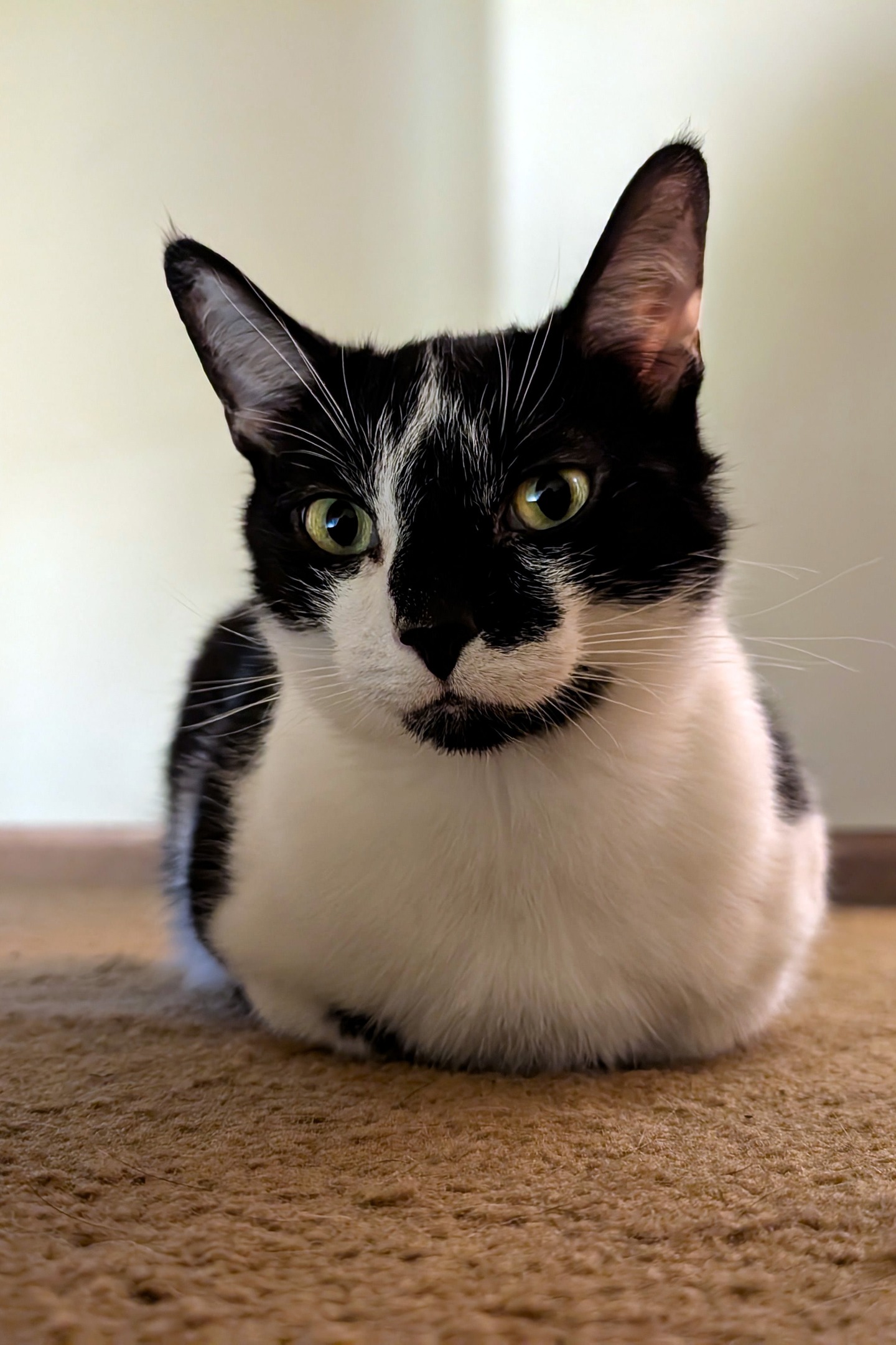 Smudge the cat, with his fluffy little paws tucked in under him.