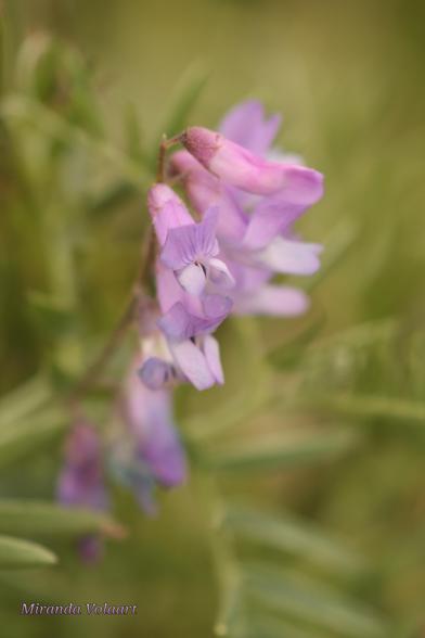 Macro of tiny lilac flowers in a vertical row. Only one is really sharp.