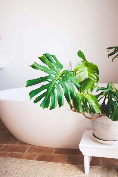 Minimalist bathroom with a white soaking tub and a large monstera plant on a small white bench. Terracotta tile floor and soft lighting create a calm, earthy atmosphere.