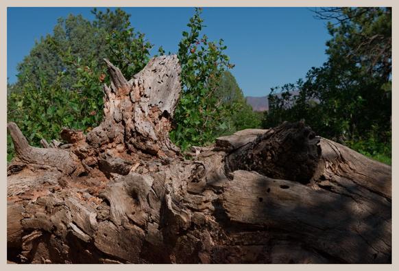 A photo of a decaying tree on the ground in front of some green bushes bearing red berries and evergreen trees. The twisting form of the trunk hosts a plethora of textures, further complicated by the shade of another tree falling across part of it, with colors ranging from light gray to orange. The color contrast between green and magenta has been boosted, giving it a slightly stylized look, and a cream-colored border has been added.