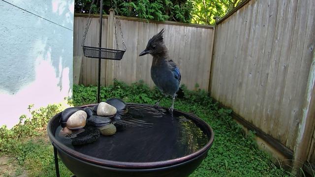 A stellar's jay - medium sized bird with a blue body and darker grey black tail and head. On the head the feathers on the top stick up and back like a little spike. It is perched on a bird bath in a shaded backyard. There are grey and black rocks piled on one side of the bath.