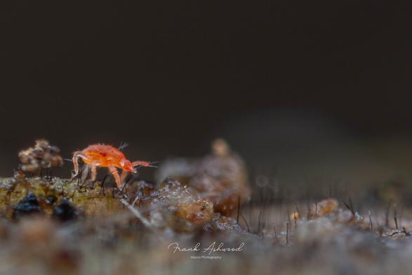 A photograph of a teardrop-shaped red mite nymph walking on a log surface, which is covered in small vertical fungal filaments, like many tiny hairs.