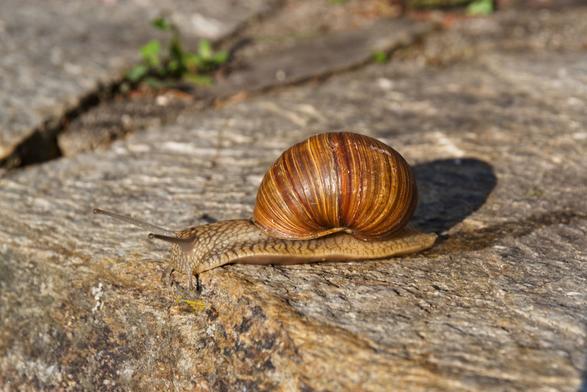 Hlemýžď na hraně kamenného schodu zkoumá terén