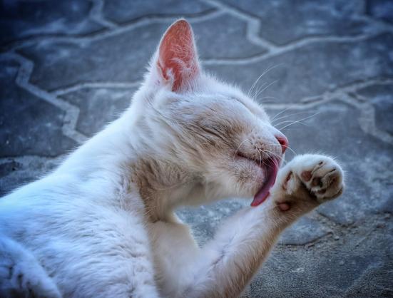 A close-up, high-contrast shot of a white cat grooming itself outdoors. The cat is lying on its side on a dark, cobbled or paved surface, which appears in shades of grey and muted blue due to the lighting. Its fur is predominantly white, but a cool blue tint is visible on its lower body, contrasting with the warm pink of its inner ear and nose. The cat's eyes are closed, and its tongue, a vibrant pink, is extended to lick its raised front paw. The paw pads are visible, also a soft pink. The lighting creates strong shadows and highlights, accentuating the cat's features.