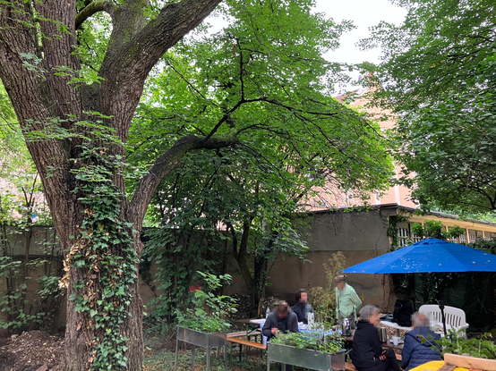Menschen beim Frühstück im grünen Innenhof der Lindenschmitstraße 25