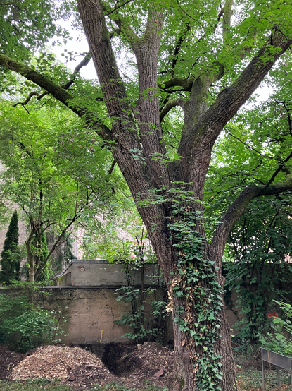 Grüner Innenhof der Lindenschmitstraße 25