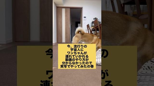 柴犬が宇宙人に連れて行かれるヤツやってみた #柴犬 #柴犬とん