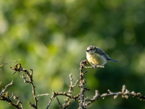 Une mésange juvénile (comme la mésange bleue adulte mais avec plus de jaune et un bleu plus terne) sur une branche sans feuille et recouvre de lichen. La lumière et les tons de la scène sont doux.