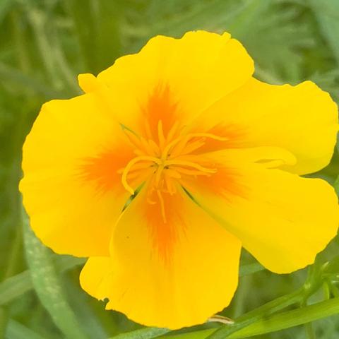 Closeup of a yellow California Poppy flower